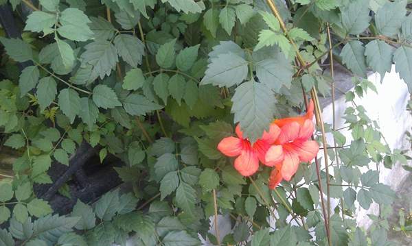凌霄花保養