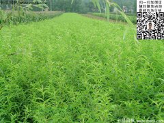 2016下半年最新桃樹多少錢一棵？