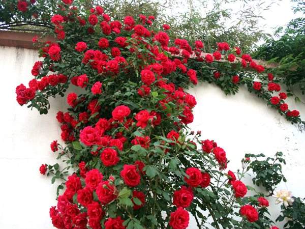 藤本月季花語是什么？