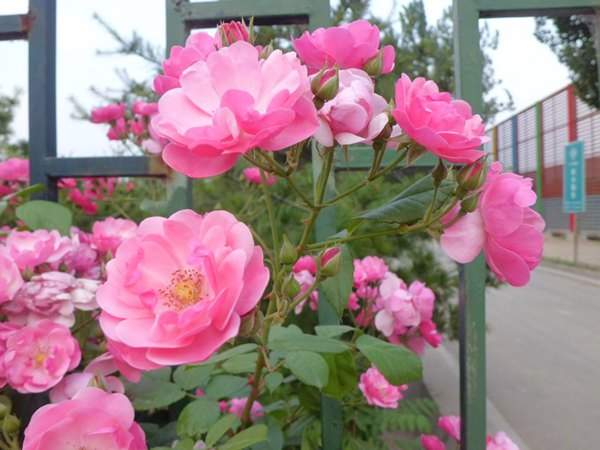 藤本月季花語是什么？