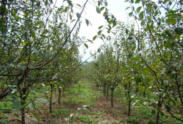 木瓜樹價(jià)值