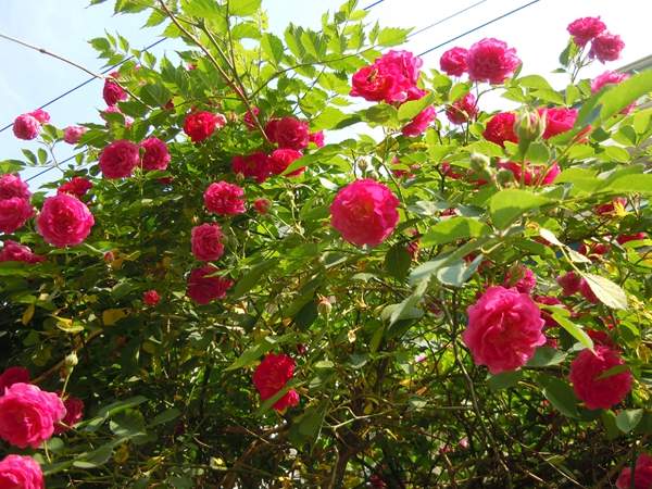 沭陽薔薇花