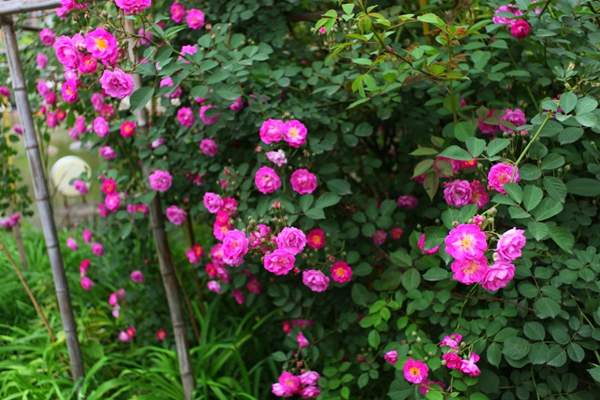 沭陽薔薇花