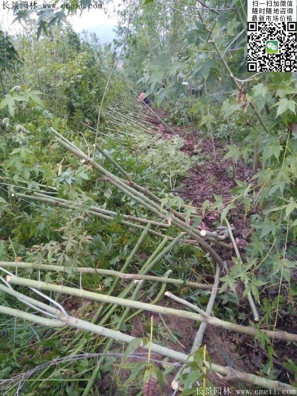 優質青楓樹