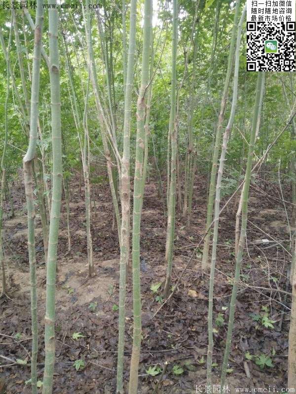 優質青楓樹