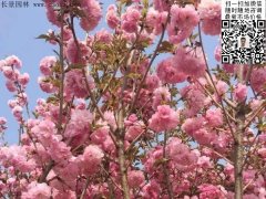 早櫻、晚櫻都是櫻，但你知道那款櫻花是最被看