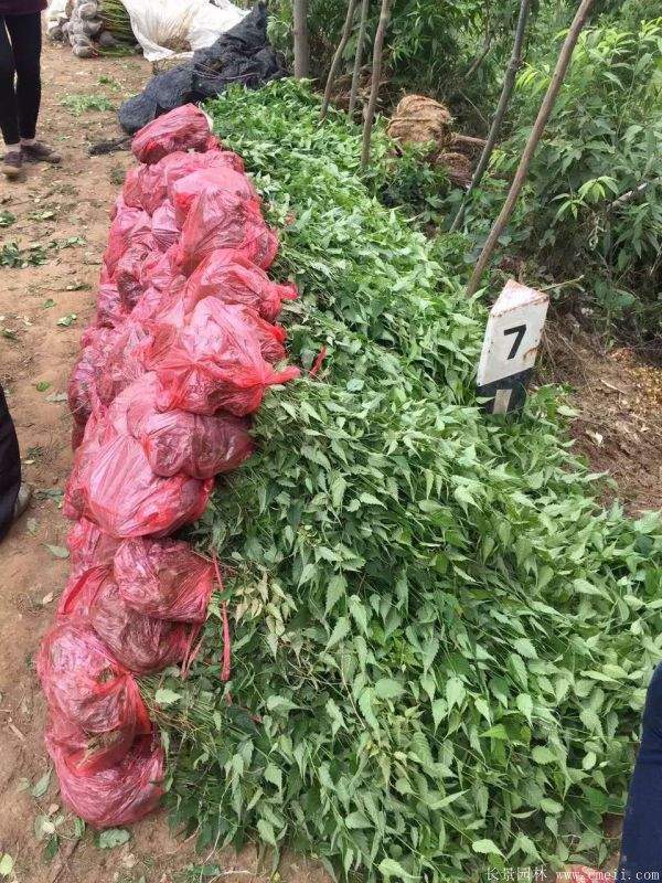 沭陽棣棠價格