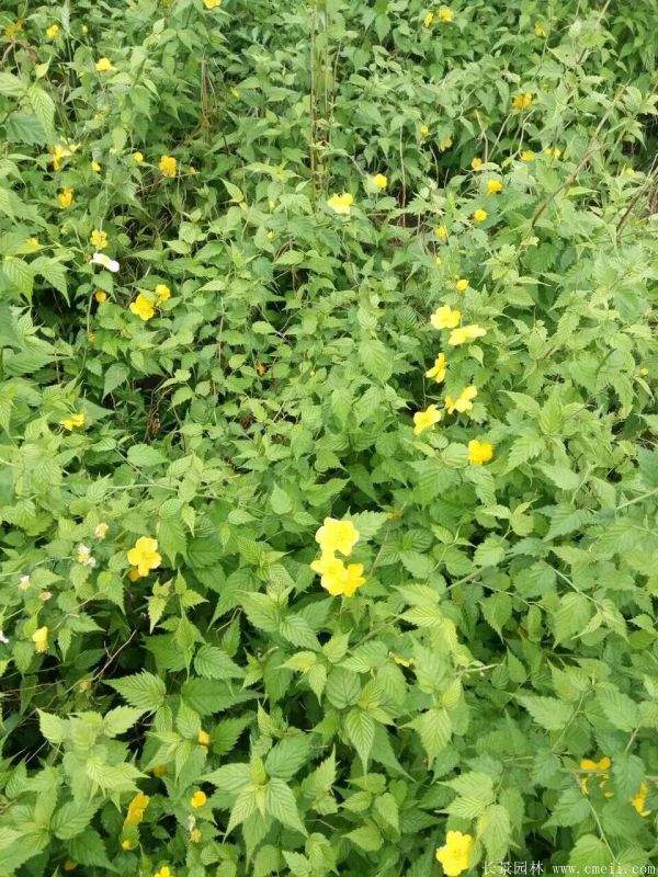 黃花棣棠