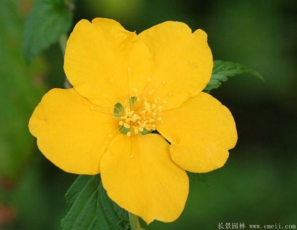 單瓣棣棠花