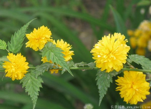 重瓣棣棠花