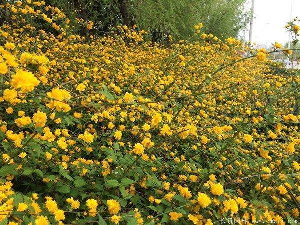 沭陽棣棠花