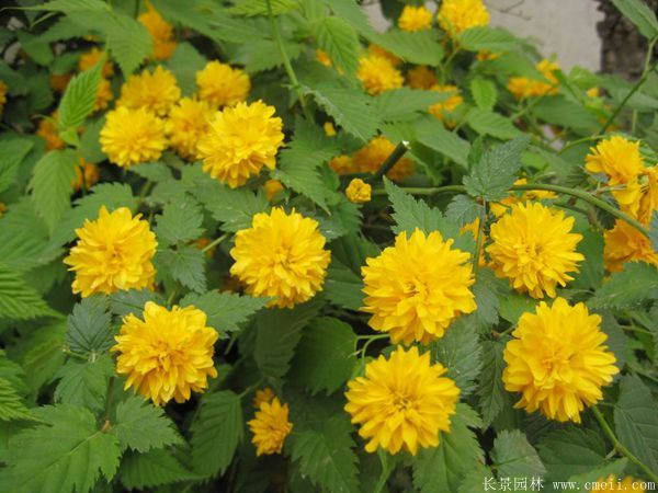 沭陽棣棠花