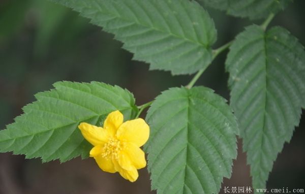 棣棠花多少錢