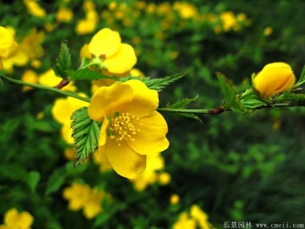 沭陽棣棠花