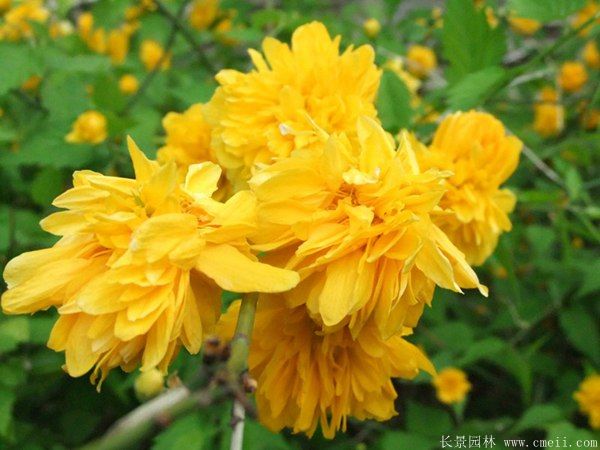 沭陽棣棠花
