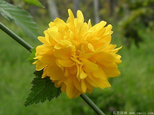 沭陽棣棠花