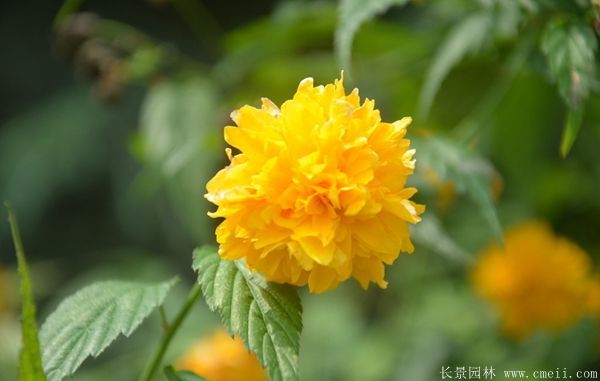 重瓣的棣棠