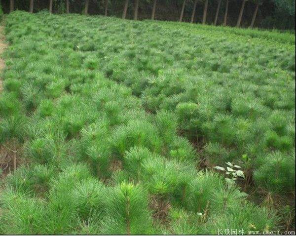 沭陽黑松的價格 沭陽黑松的價格