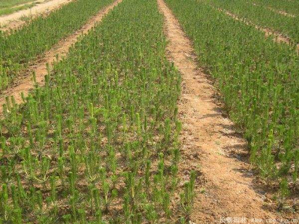 沭陽黑松 沭陽黑松