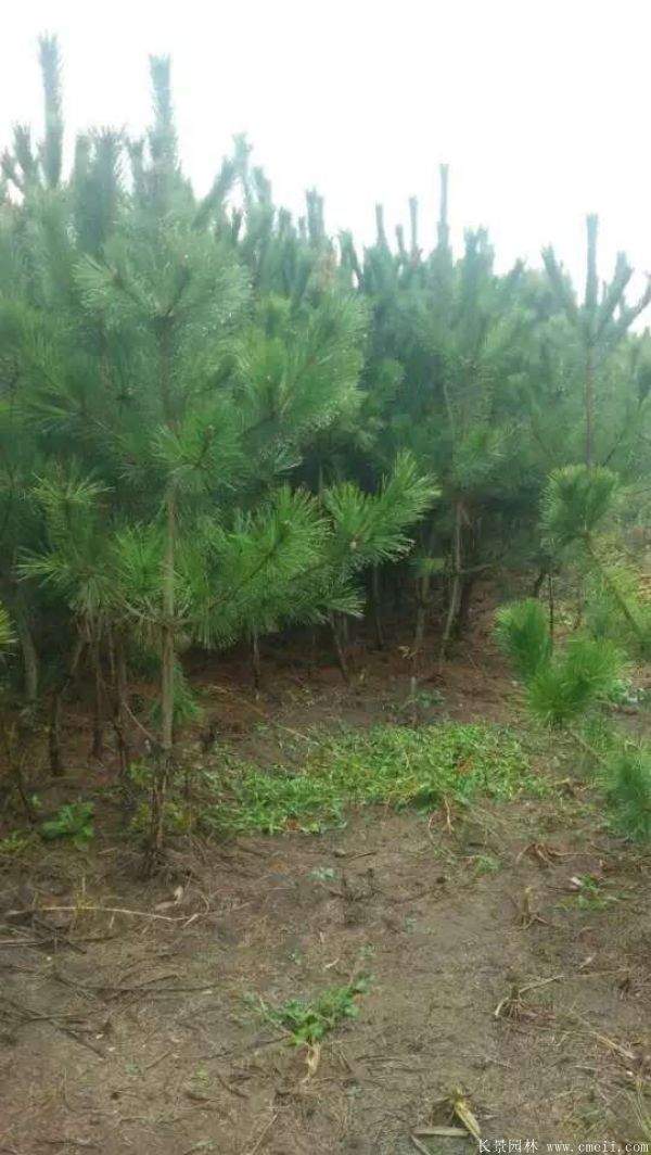 沭陽黑松的價格 沭陽黑松的價格