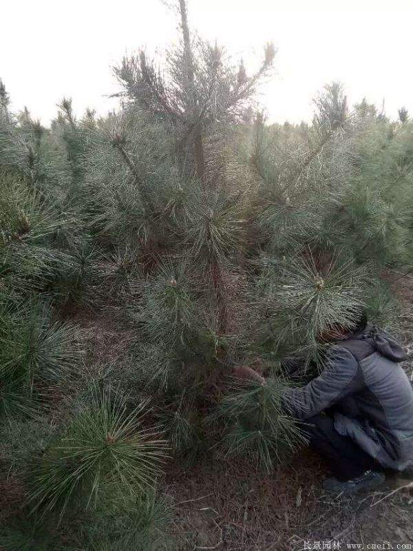 沭陽黑松基地 沭陽黑松基地