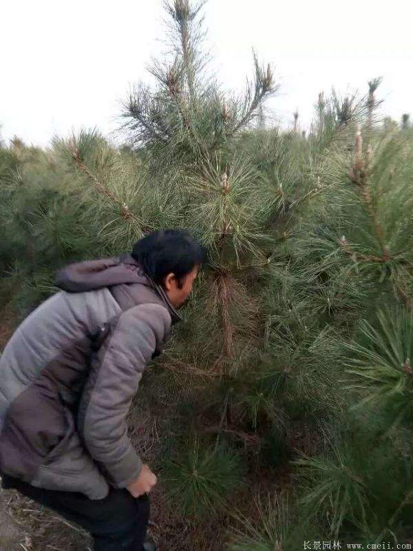 沭陽黑松基地 沭陽黑松基地