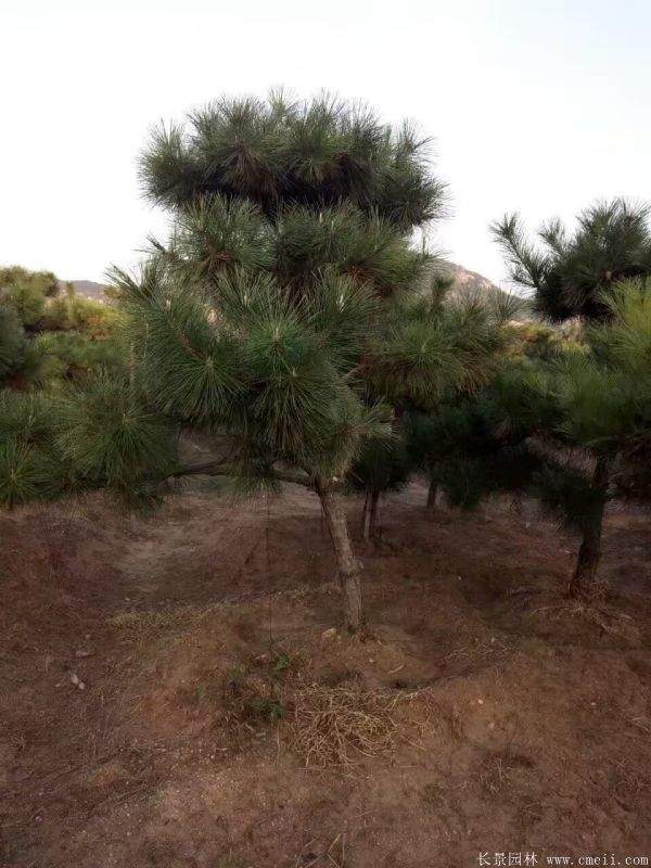 2016沭陽黑松樹的規(guī)格 2016沭陽黑松樹的規(guī)格