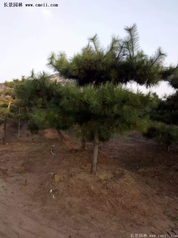 沭陽黑松苗、黑松樹 沭陽黑松苗、黑松樹