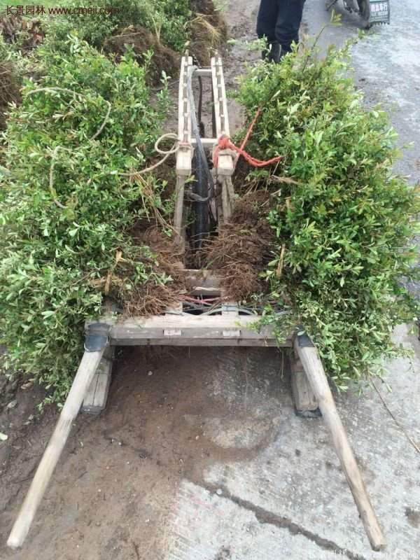 沭陽火棘苗、火棘球