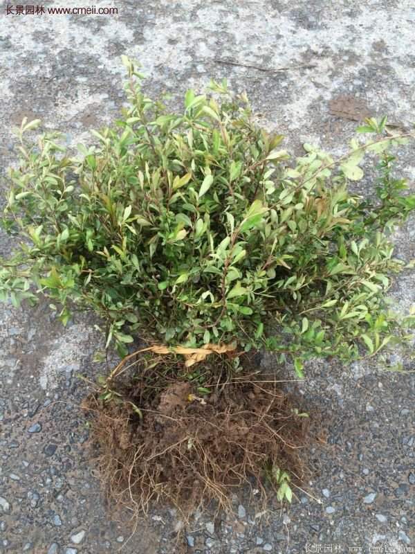 沭陽火棘苗、火棘球