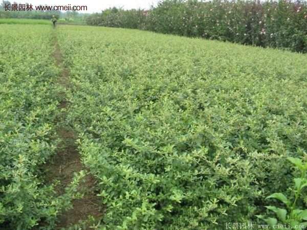 沭陽火棘苗、火棘球