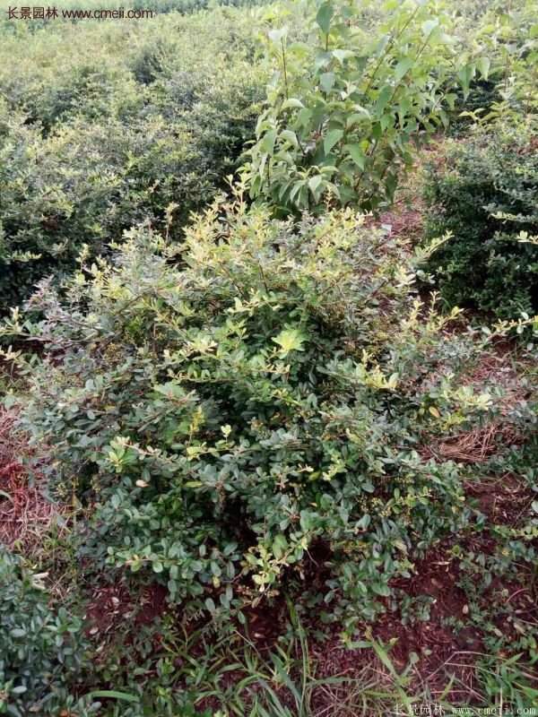 沭陽火棘苗、火棘球