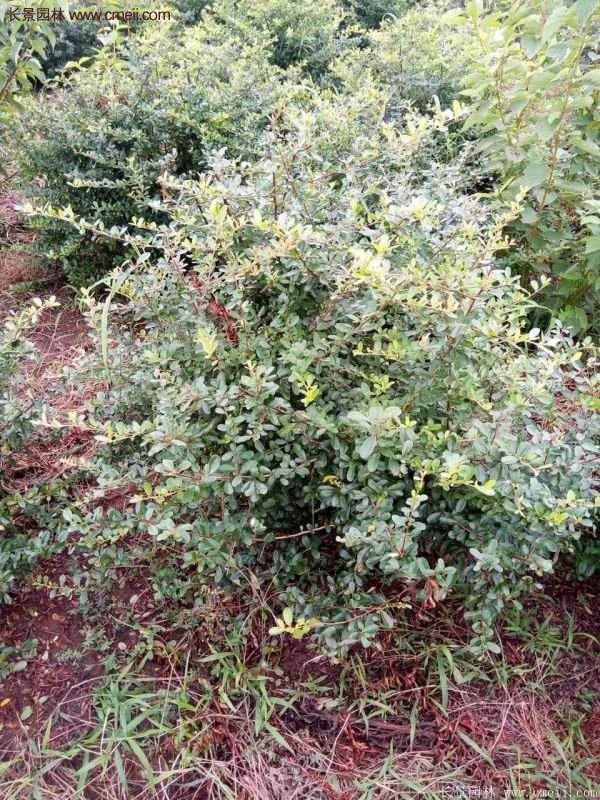 沭陽火棘苗、火棘球