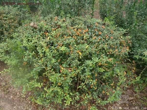 沭陽火棘苗、火棘球