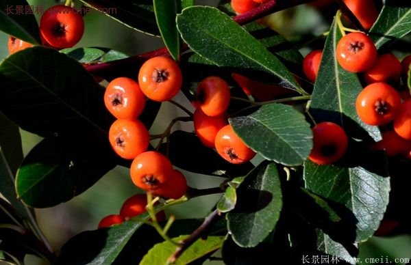 沭陽火棘的標準