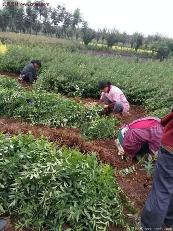 沭陽低價連翹苗