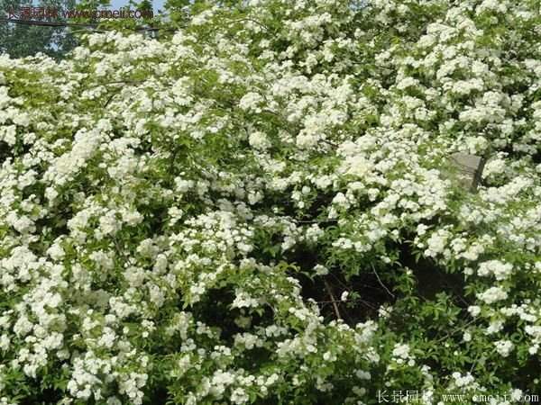 便宜的多花薔薇去哪買？