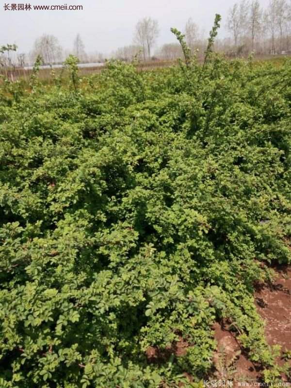 便宜的多花薔薇去哪買？
