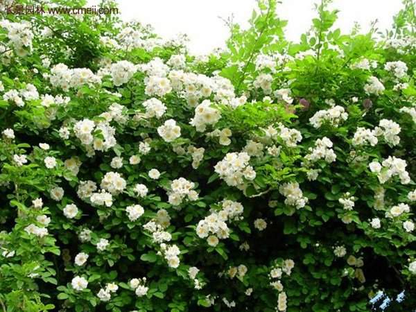 便宜的多花薔薇去哪買？