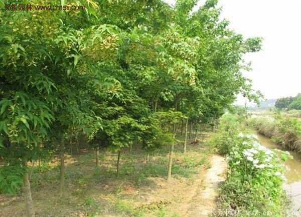 青楓樹苗產(chǎn)地都有哪些地方？