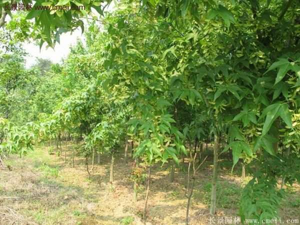 青楓樹苗產(chǎn)地都有哪些地方？