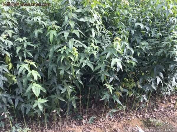 青楓樹苗產(chǎn)地都有哪些地方？