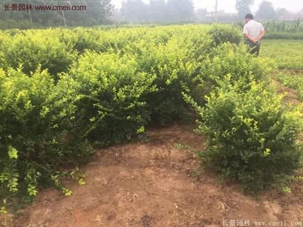 金葉女貞市場行情