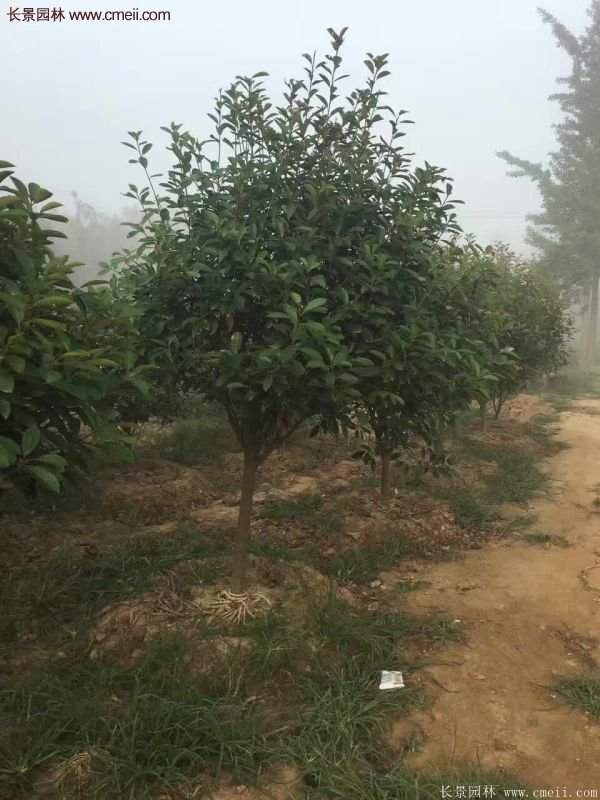 沭陽基地的紅葉石楠球、高桿紅葉石楠
