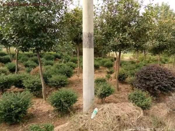 沭陽基地的紅葉石楠球、高桿紅葉石楠