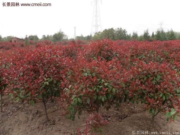 沭陽基地的紅葉石楠球、高桿紅葉石楠