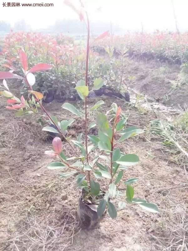 沭陽紅葉石楠的規格