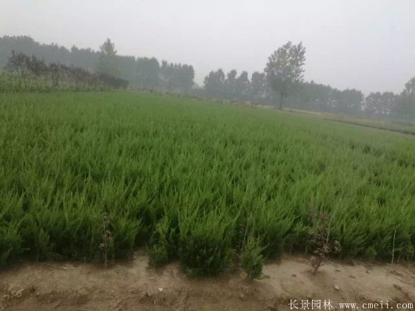 龍柏-長景園林