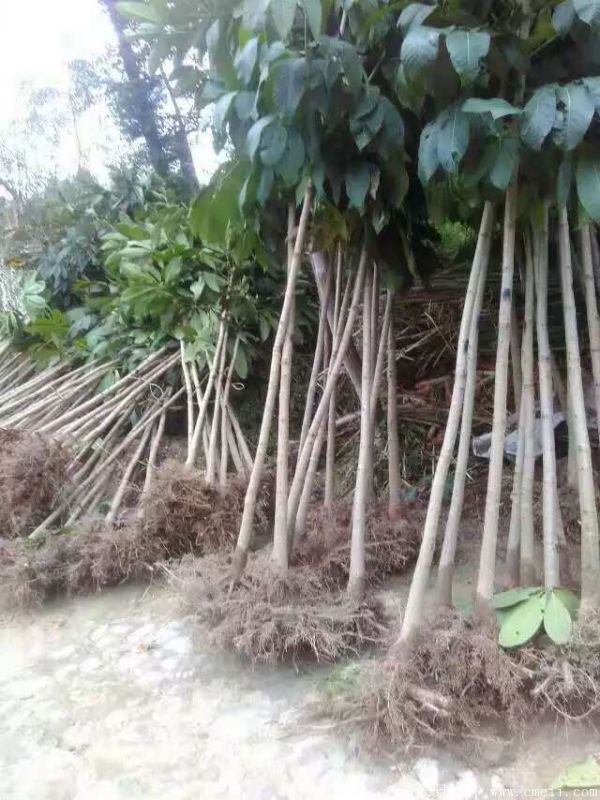 七葉樹圖片七葉樹基地實拍