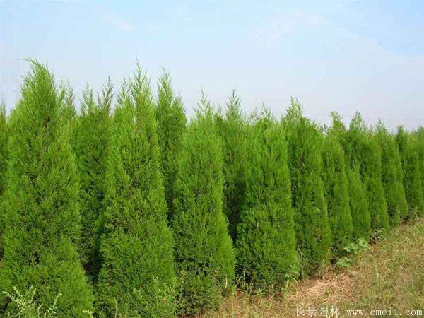 北京檜圖片基地實(shí)拍